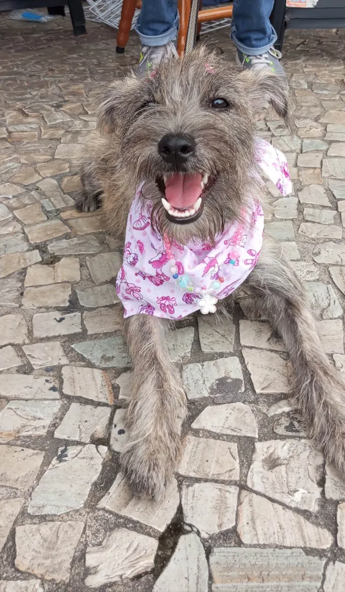 Cachorro ra a SRD-ViraLata idade 2 a 6 meses nome Polly