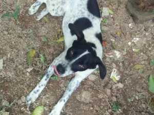 Cachorro raça SRD-ViraLata idade 2 anos nome Ela não tem nome