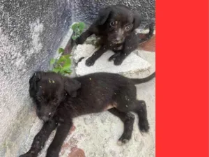 Cachorro raça SRD-ViraLata idade Abaixo de 2 meses nome Sem nome ainda 