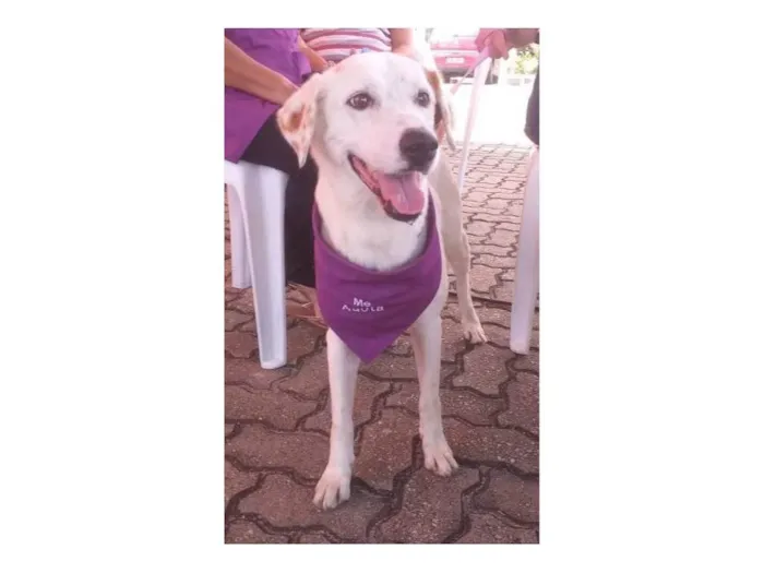 Cachorro ra a SRD-ViraLata idade 4 anos nome Branquinha