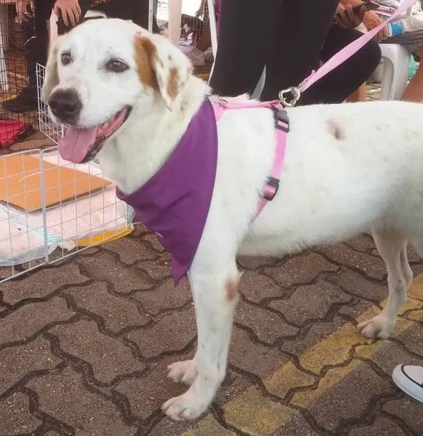 Cachorro ra a SRD-ViraLata idade 4 anos nome Branquinha