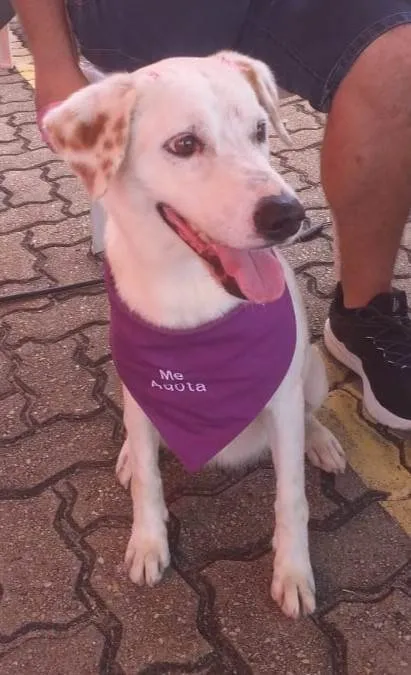 Cachorro ra a SRD-ViraLata idade 4 anos nome Branquinha