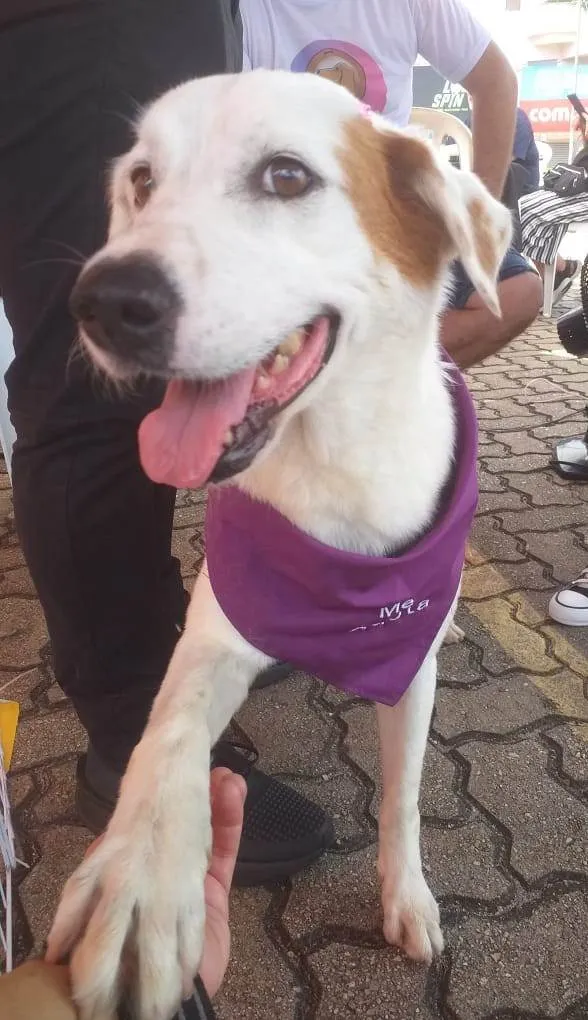 Cachorro ra a SRD-ViraLata idade 4 anos nome Branquinha