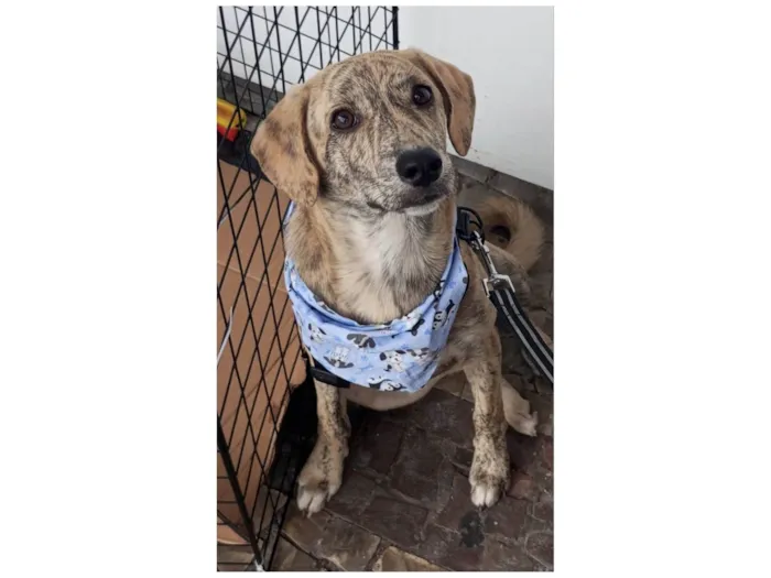 Cachorro ra a SRD-ViraLata idade 2 a 6 meses nome Apolo