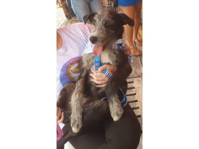 Cachorro ra a SRD-ViraLata idade 2 a 6 meses nome Juca