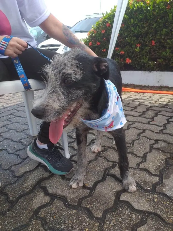 Cachorro ra a SRD-ViraLata idade 2 a 6 meses nome Juca