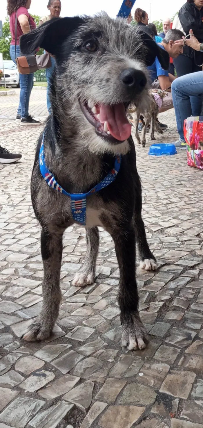 Cachorro ra a SRD-ViraLata idade 2 a 6 meses nome Juca