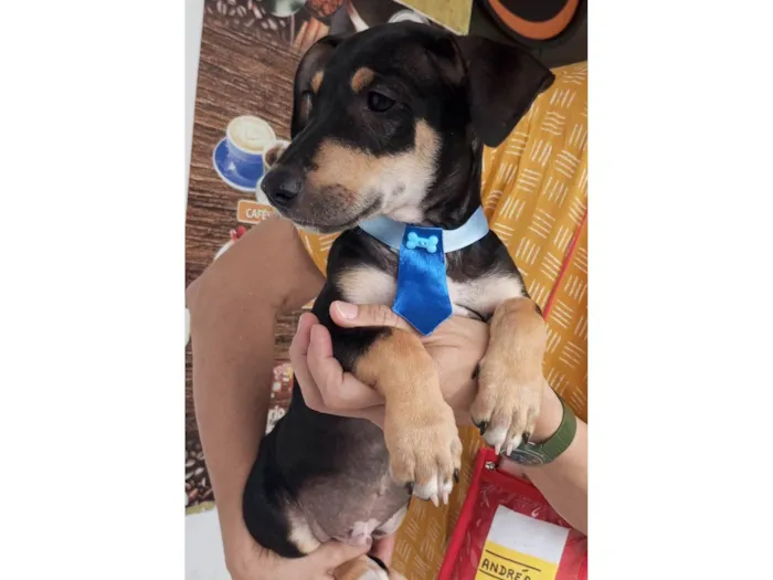 Cachorro ra a SRD-ViraLata idade Abaixo de 2 meses nome Huguinho