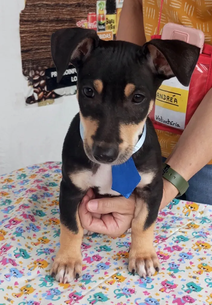 Cachorro ra a SRD-ViraLata idade Abaixo de 2 meses nome Huguinho