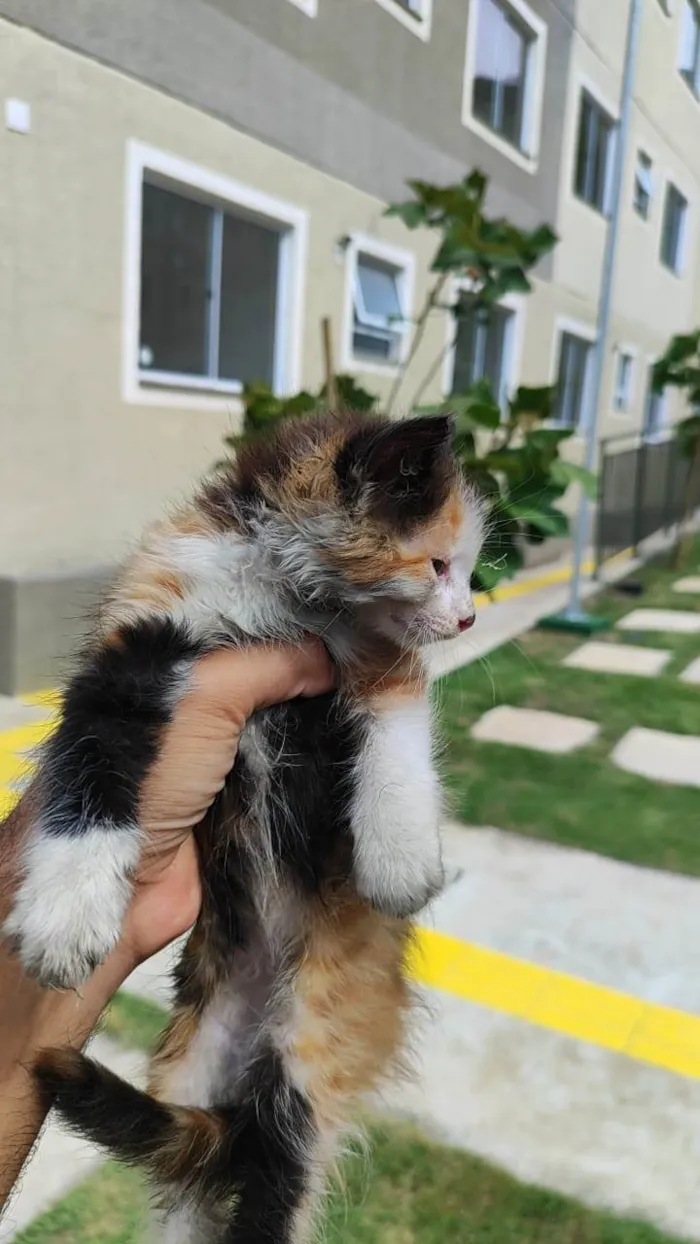 Gato ra a SRD-ViraLata idade 2 a 6 meses nome Sem nome, no momento. 