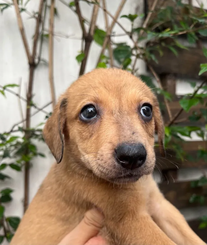 Cachorro ra a SRD-ViraLata idade 2 a 6 meses nome Taylor Swift 