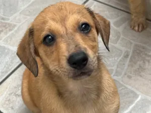 Cachorro raça SRD-ViraLata idade 2 a 6 meses nome Taylor Swift 