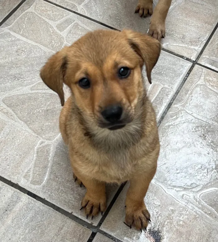 Cachorro ra a SRD-ViraLata idade 2 a 6 meses nome Shakira