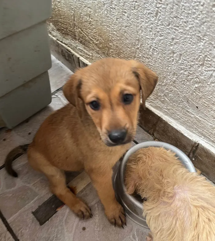 Cachorro ra a SRD-ViraLata idade 2 a 6 meses nome Shakira