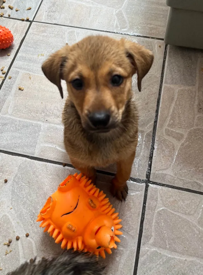 Cachorro ra a SRD-ViraLata idade 2 a 6 meses nome Shakira