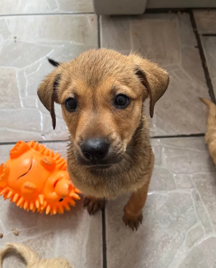 Cachorro ra a SRD-ViraLata idade 2 a 6 meses nome Shakira