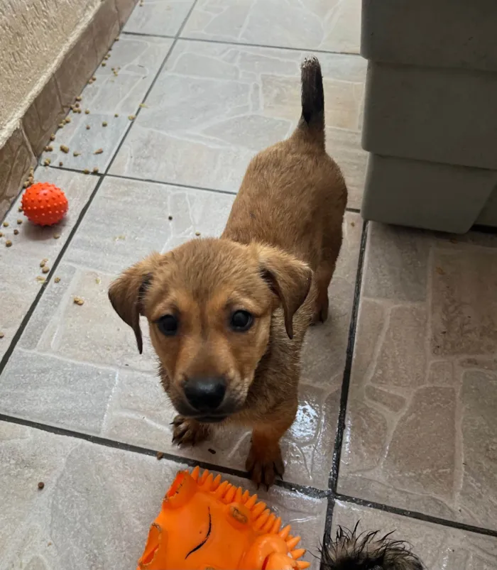 Cachorro ra a SRD-ViraLata idade 2 a 6 meses nome Shakira