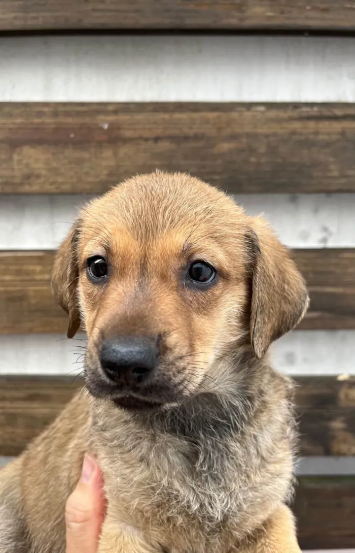 Cachorro ra a SRD-ViraLata idade 2 a 6 meses nome Shakira