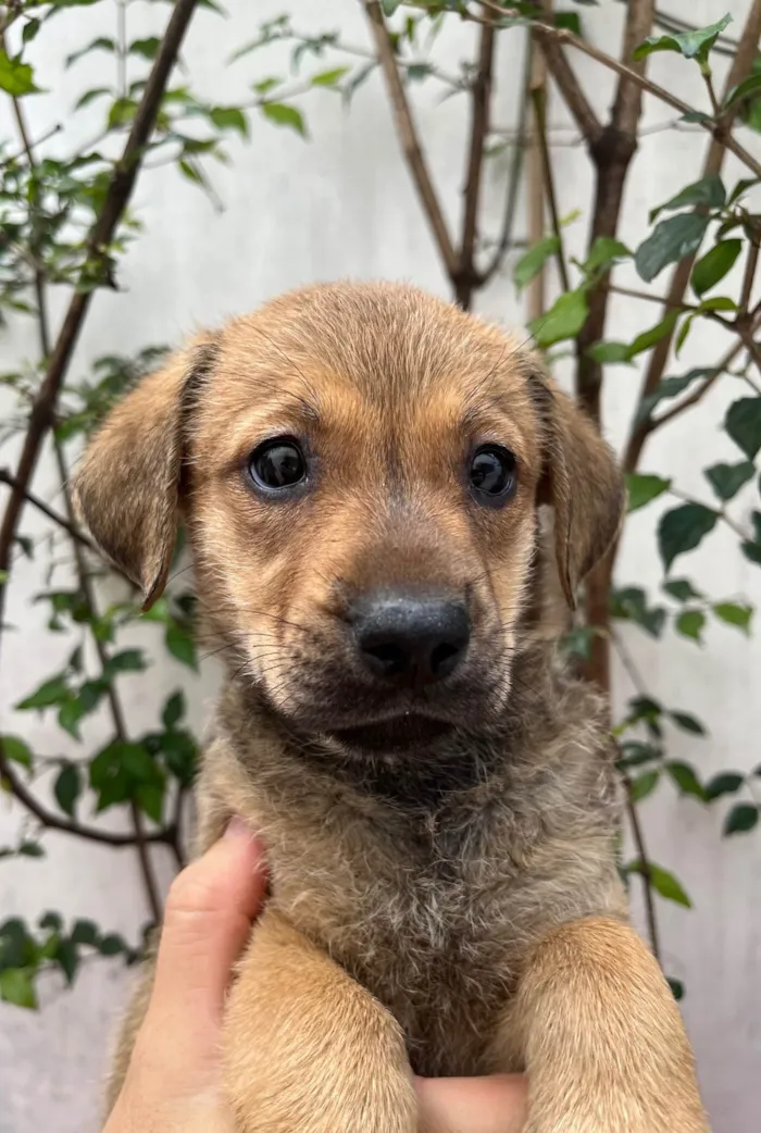 Cachorro ra a SRD-ViraLata idade 2 a 6 meses nome Shakira