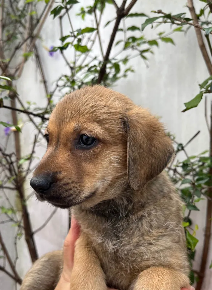 Cachorro ra a SRD-ViraLata idade 2 a 6 meses nome Shakira