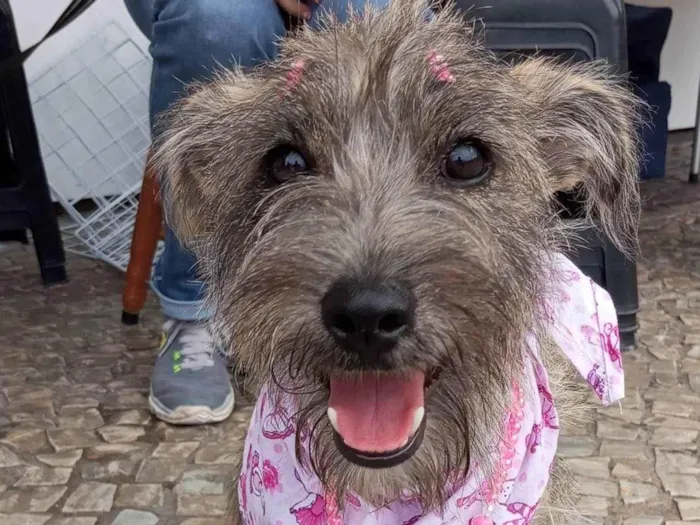 Cachorro ra a SRD-ViraLata idade 2 a 6 meses nome Polly