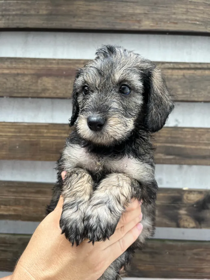 Cachorro ra a SRD-ViraLata idade 2 a 6 meses nome Michael Jackson 