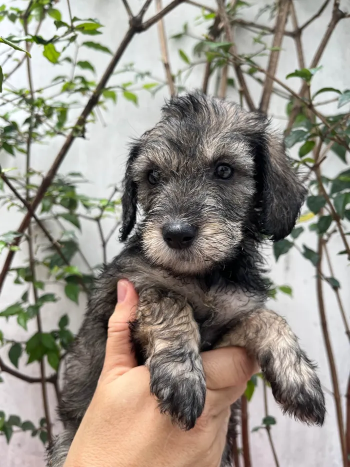 Cachorro ra a SRD-ViraLata idade 2 a 6 meses nome Michael Jackson 