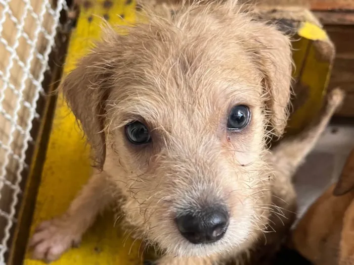 Cachorro ra a SRD-ViraLata idade 2 a 6 meses nome Elvis Presley