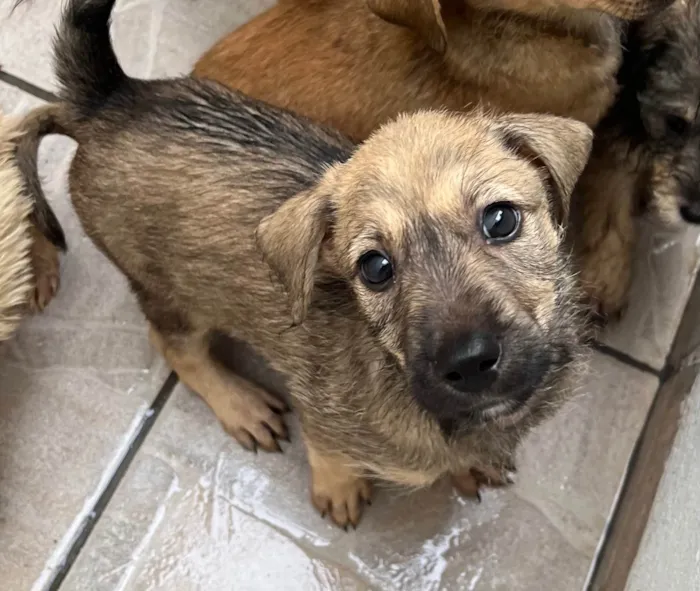 Cachorro ra a SRD-ViraLata idade 2 a 6 meses nome Freddie Mercury