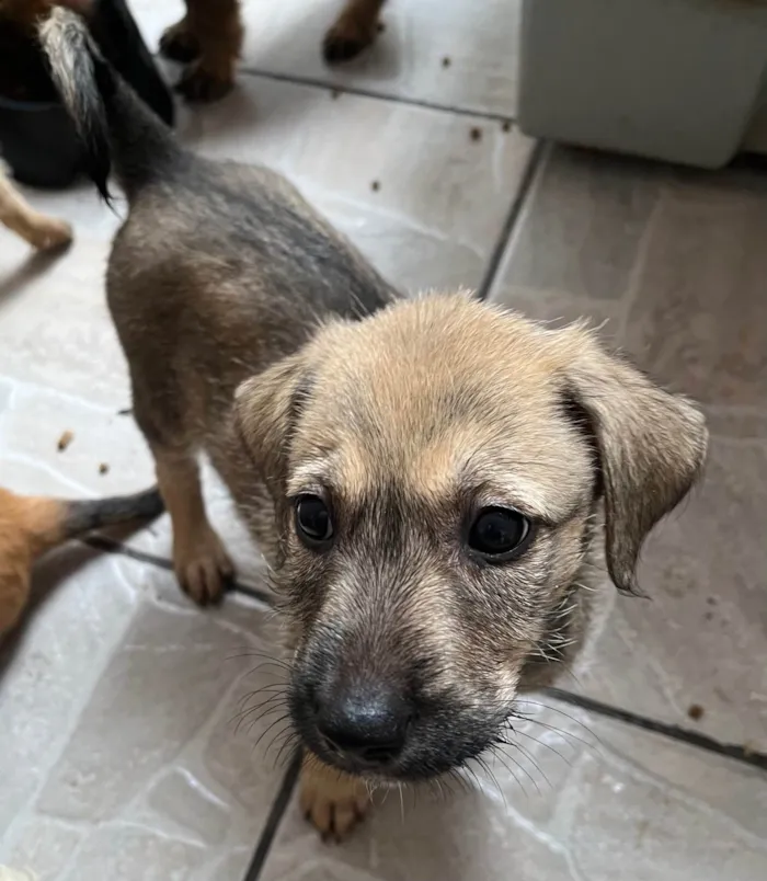 Cachorro ra a SRD-ViraLata idade 2 a 6 meses nome Freddie Mercury