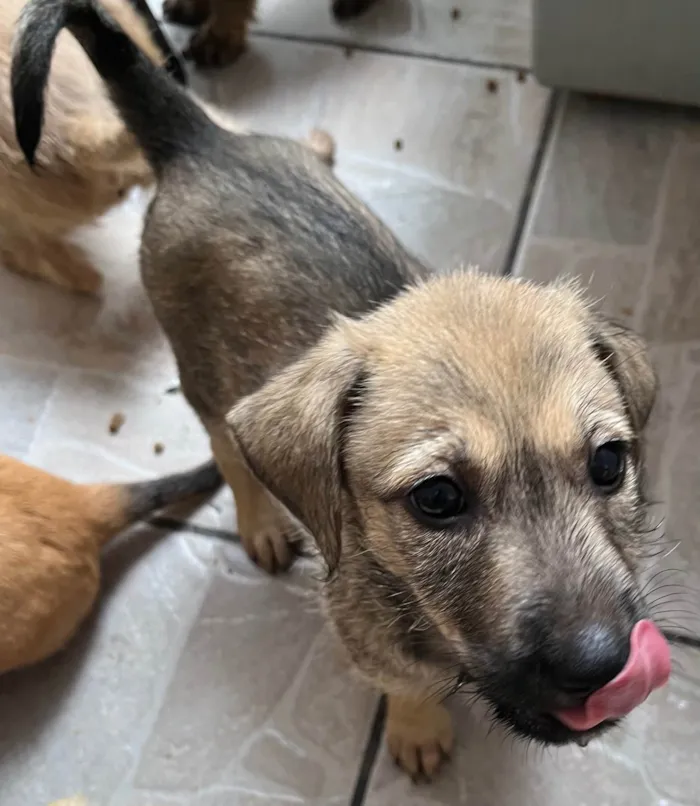 Cachorro ra a SRD-ViraLata idade 2 a 6 meses nome Freddie Mercury