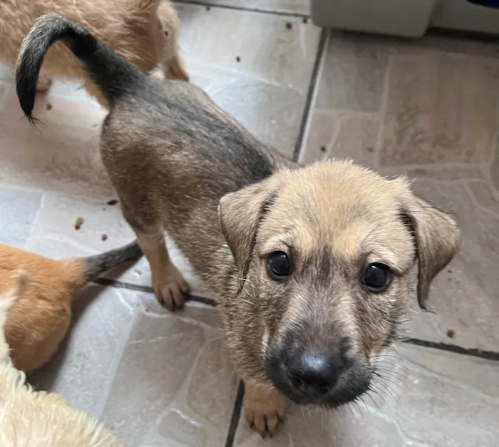 Cachorro ra a SRD-ViraLata idade 2 a 6 meses nome Freddie Mercury