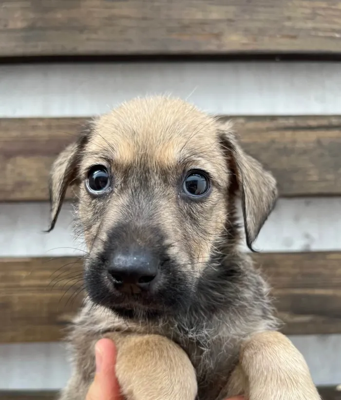 Cachorro ra a SRD-ViraLata idade 2 a 6 meses nome Freddie Mercury