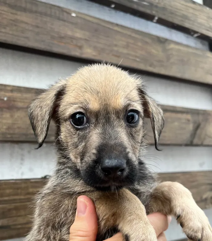 Cachorro ra a SRD-ViraLata idade 2 a 6 meses nome Freddie Mercury