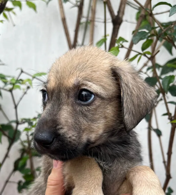 Cachorro ra a SRD-ViraLata idade 2 a 6 meses nome Freddie Mercury