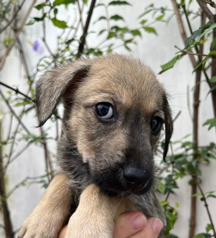 Cachorro ra a SRD-ViraLata idade 2 a 6 meses nome Freddie Mercury