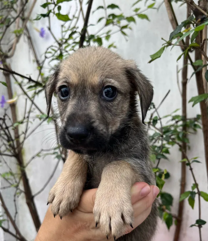 Cachorro ra a SRD-ViraLata idade 2 a 6 meses nome Freddie Mercury