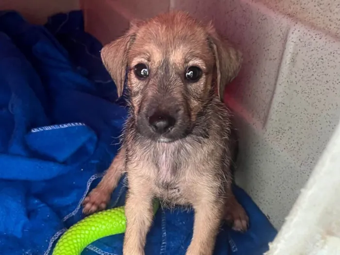 Cachorro ra a SRD-ViraLata idade 2 a 6 meses nome Freddie Mercury