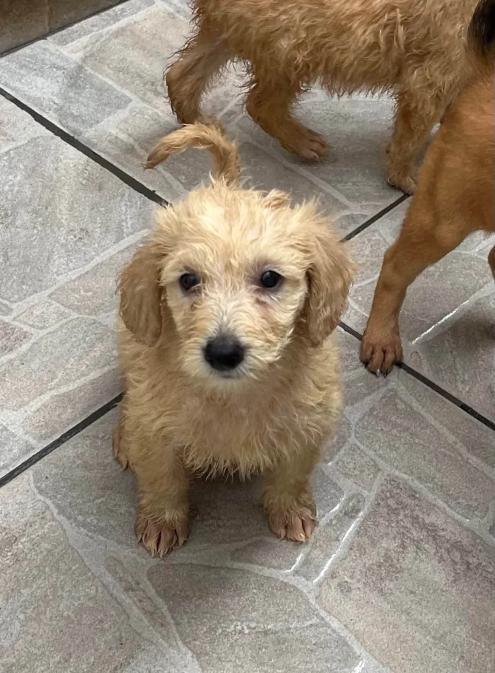 Cachorro ra a SRD-ViraLata idade 2 a 6 meses nome Ed Sherann