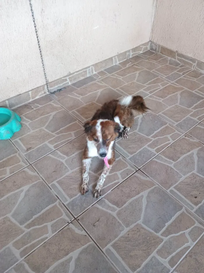 Cachorro ra a SRD-ViraLata idade 2 anos nome Mel