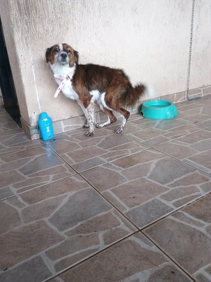 Cachorro ra a SRD-ViraLata idade 2 anos nome Mel