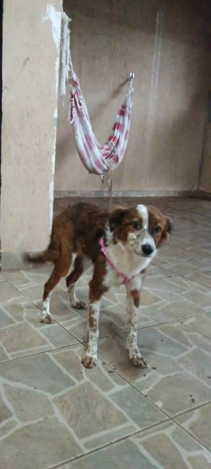 Cachorro ra a SRD-ViraLata idade 2 anos nome Mel