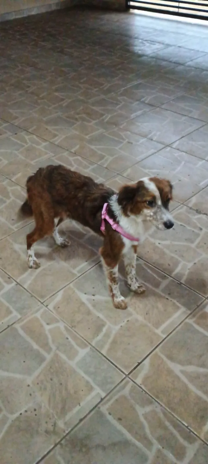 Cachorro ra a SRD-ViraLata idade 2 anos nome Mel