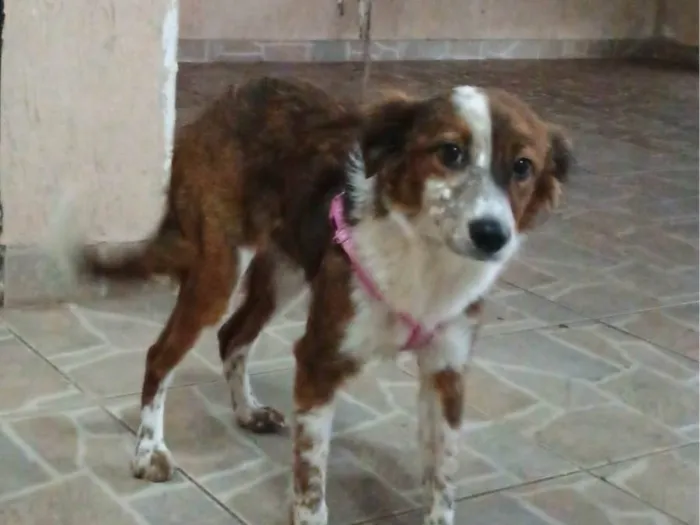 Cachorro ra a SRD-ViraLata idade 2 anos nome Mel