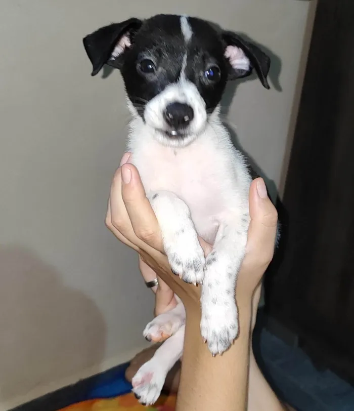 Cachorro ra a SRD-ViraLata idade Abaixo de 2 meses nome Charlie e Lola 