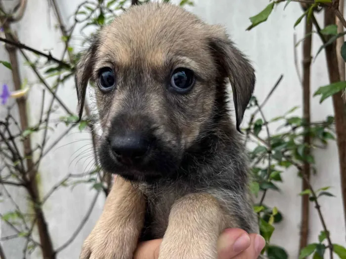 Cachorro ra a SRD-ViraLata idade 2 a 6 meses nome Freddie Mercury