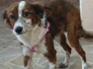 Cachorro raça SRD-ViraLata idade 2 anos nome Mel