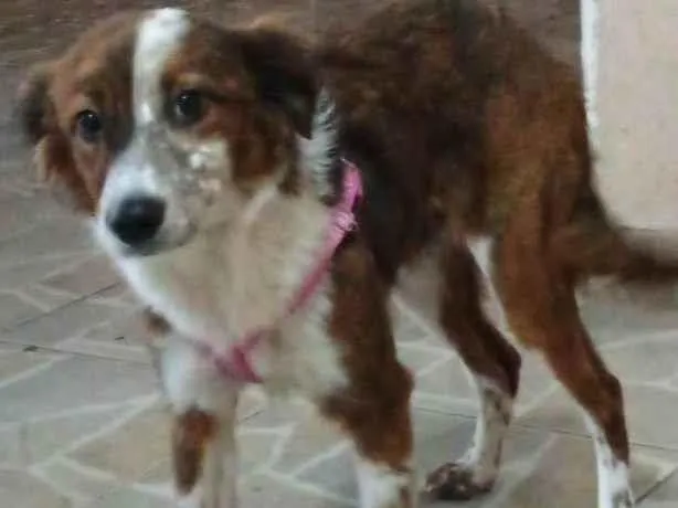 Cachorro ra a SRD-ViraLata idade 2 anos nome Mel