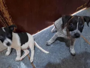 Cachorro raça SRD-ViraLata idade Abaixo de 2 meses nome Charlie e Lola 