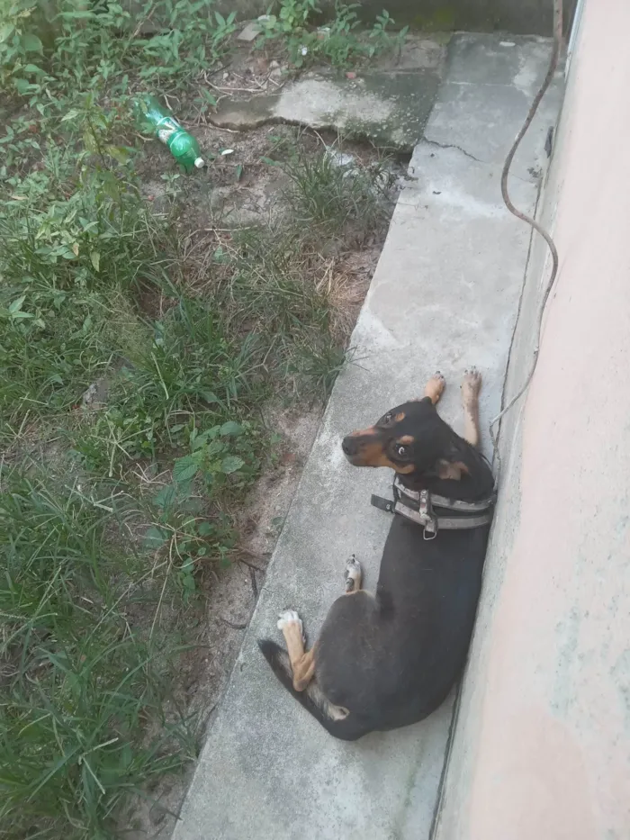 Cachorro ra a SRD-ViraLata idade 6 ou mais anos nome Bob